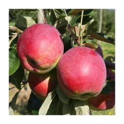 5ft 'Eden' Dual Purpose Apple Tree | 12L Pot | M26 Semi-Dwarfing Rootstock | By Frank P Matthews