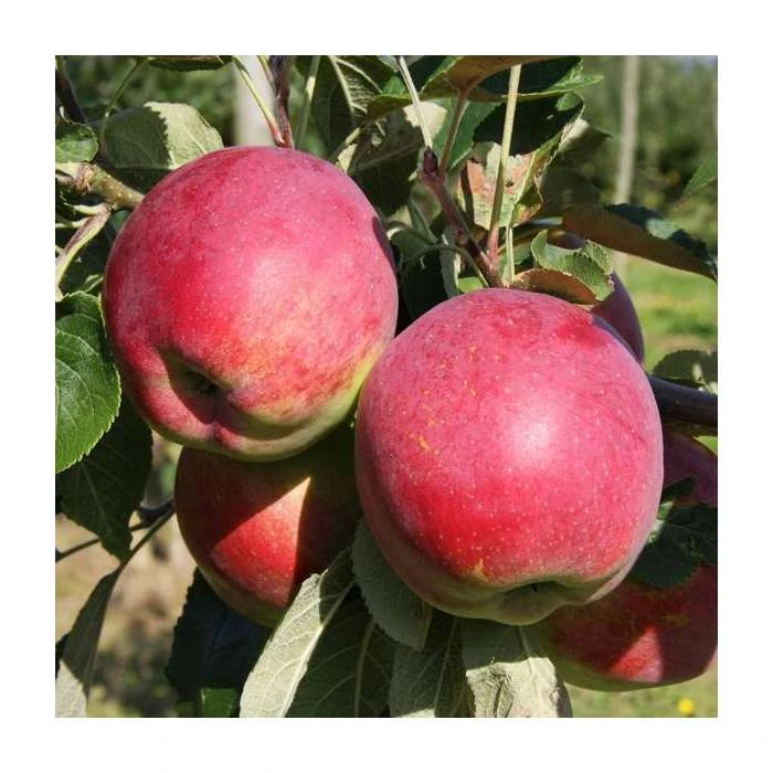 5ft 'Eden' Dual Purpose Apple Tree | 12L Pot | M26 Semi-Dwarfing Rootstock | By Frank P Matthews 1 5ft 'Eden' Dual Purpose Apple Tree | 12L Pot | M26 Semi-Dwarfing Rootstock | By Frank P Matthews