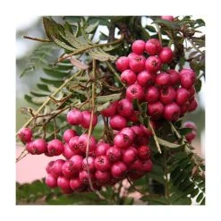 Sorbus 'Glendoick Spire' | Rowan Tree | 12L Pot | 150-180cm | By Frank P Matthews