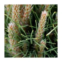 Pinus ‘Summer Breeze’ | Pine Tree | 12L Pot Top Worked at 45cm | 90-120cm | By Frank P Matthews