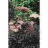 Sambucus nigra Black Lace | 12L Pot | 150-180cm | By Frank P Matthews