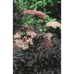 Sambucus nigra Black Lace | 12L Pot | 150-180cm | By Frank P Matthews