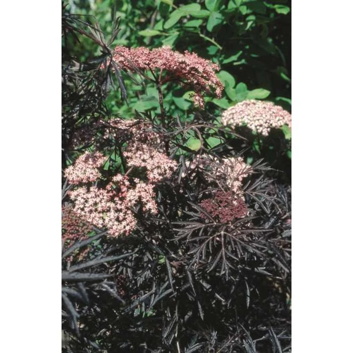 Sambucus nigra Black Lace | 12L Pot | 150-180cm | By Frank P Matthews 1 Sambucus nigra Black Lace | 12L Pot | 150-180cm | By Frank P Matthews