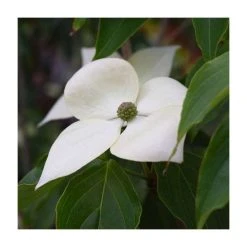 5ft 'Teutonia' Japanese Dogwood Tree | Cornus kou 'Teutonia' | 12L Pot | By Frank P Matthews