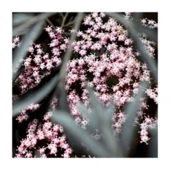 Sambucus nigra Black Beauty | 12L Pot | 150-180cm | By Frank P Matthews