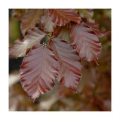 Fagus sylvatica ‘Midnight Feather’ (PBR) | 12L Pot | 150-180cm | By Frank P Matthews