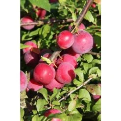 5ft 'Countess' Mirabelle Tree | 12L Pot | St. Julien A Semi-Vigorous Rootstock | By Frank P Matthews