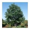 Cercidiphyllum japonicum | Katsura Tree | 7L Pot | 120-150cm | By Frank P Matthews