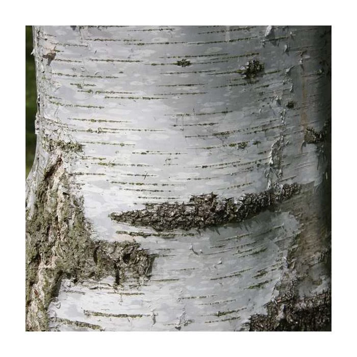 Betula pendula subsp. pendula 'Tristis' | Birch Tree | 12L Pot | 150-180cm | By Frank P Matthews 1 Betula pendula subsp. pendula 'Tristis' | Birch Tree | 12L Pot | 150-180cm | By Frank P Matthews