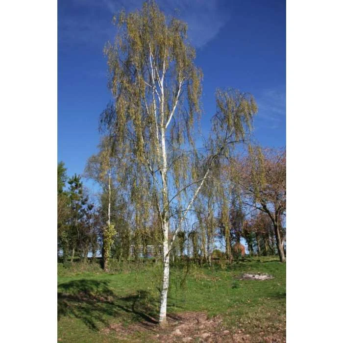 Betula pendula subsp. pendula 'Tristis' | Birch Tree | 12L Pot | 150-180cm | By Frank P Matthews 2 Betula pendula subsp. pendula 'Tristis' | Birch Tree | 12L Pot | 150-180cm | By Frank P Matthews - Image 2